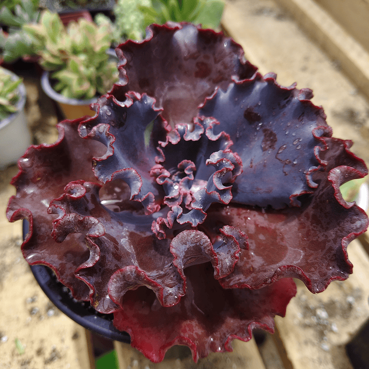 Echeveria Janet Naylor  1