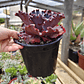 Echeveria Janet Naylor  - Miniatura 3