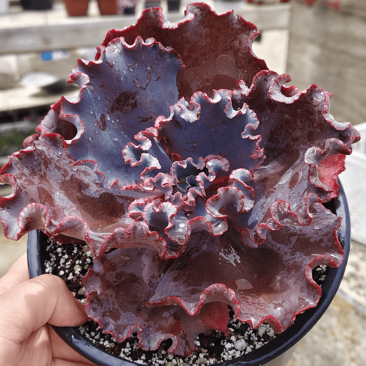 Echeveria Janet Naylor  4