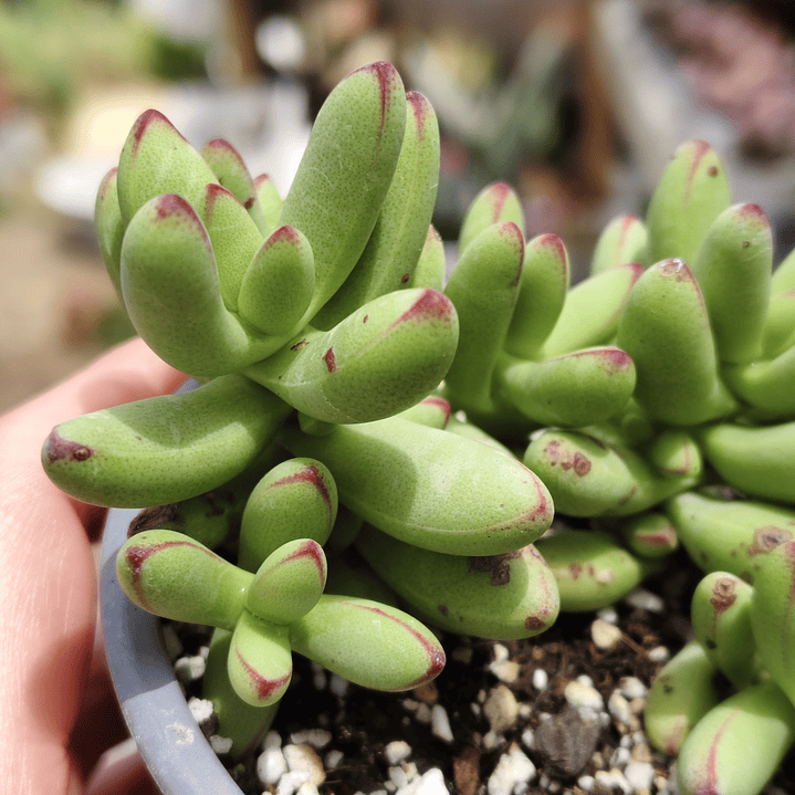 Crassula Nudicaulis Herrei  6