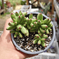 Crassula Nudicaulis Herrei  - Miniatura 7