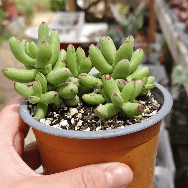 Crassula Nudicaulis Herrei  3