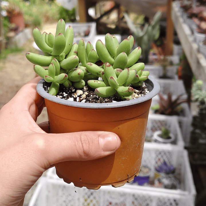 Crassula Nudicaulis Herrei  8