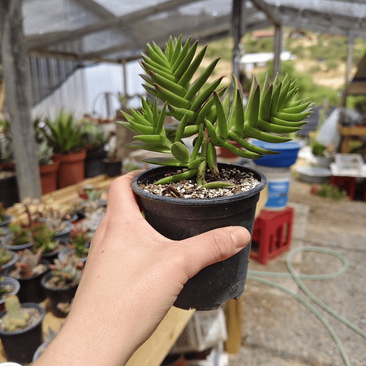 Crassula Capitella  2