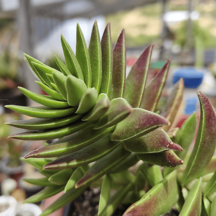 Crassula Capitella  3