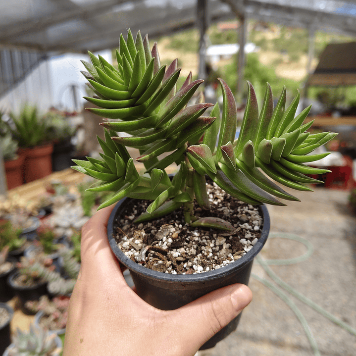 Crassula Capitella  1