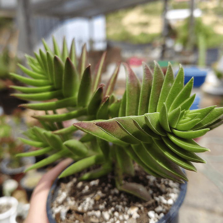 Crassula Capitella  4