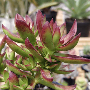 Crassula Rubricaulis