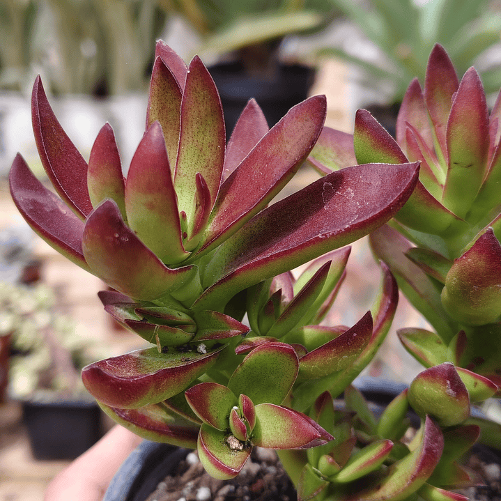 Crassula Rubricaulis 2