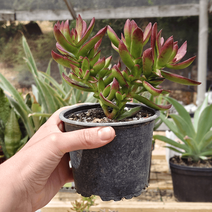 Crassula Rubricaulis 4