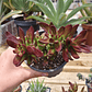 Crassula Rubricaulis - Miniatura 5