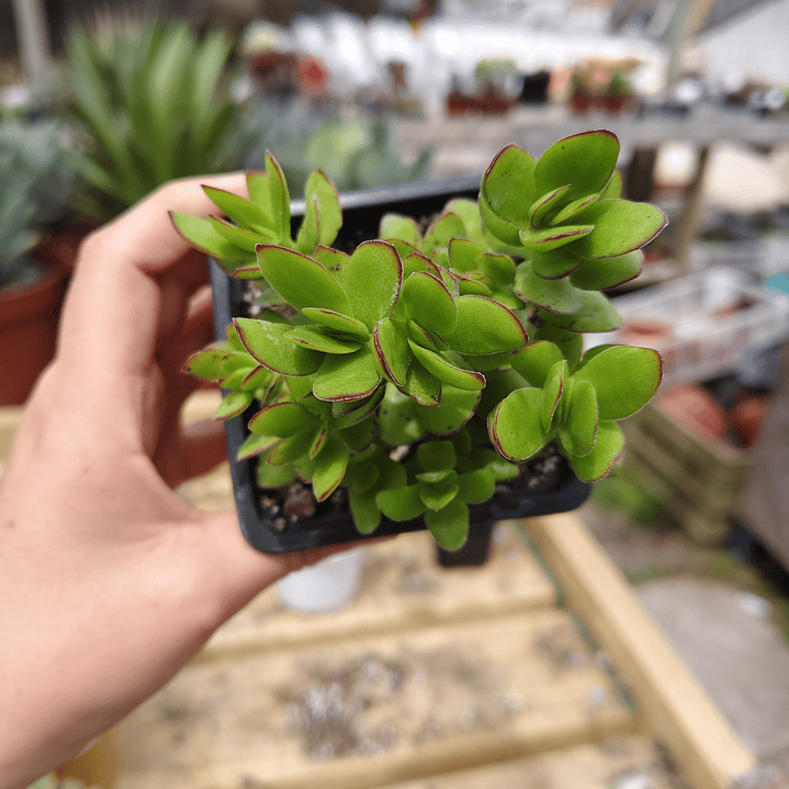 Crassula Dejecta 2
