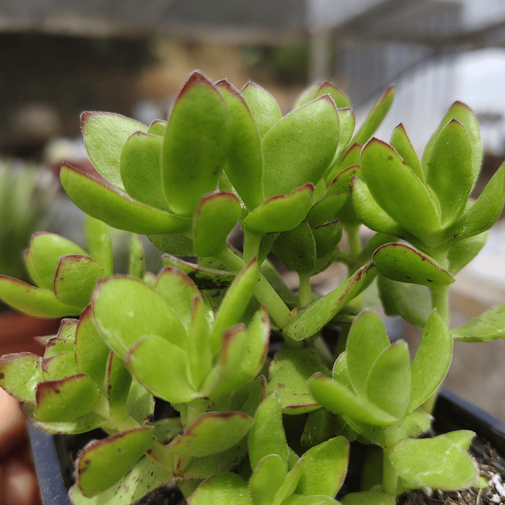 Crassula Dejecta 3