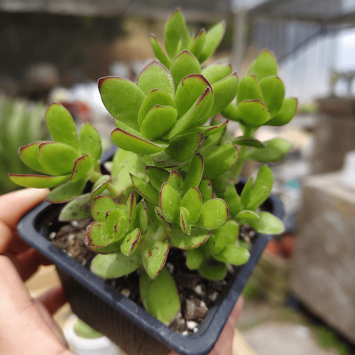 Crassula Dejecta 1