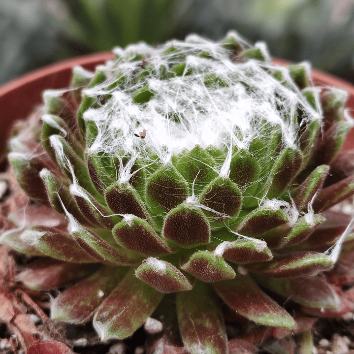Sempervivum Arachnoideum 1