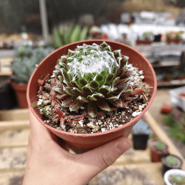 Sempervivum Arachnoideum 2