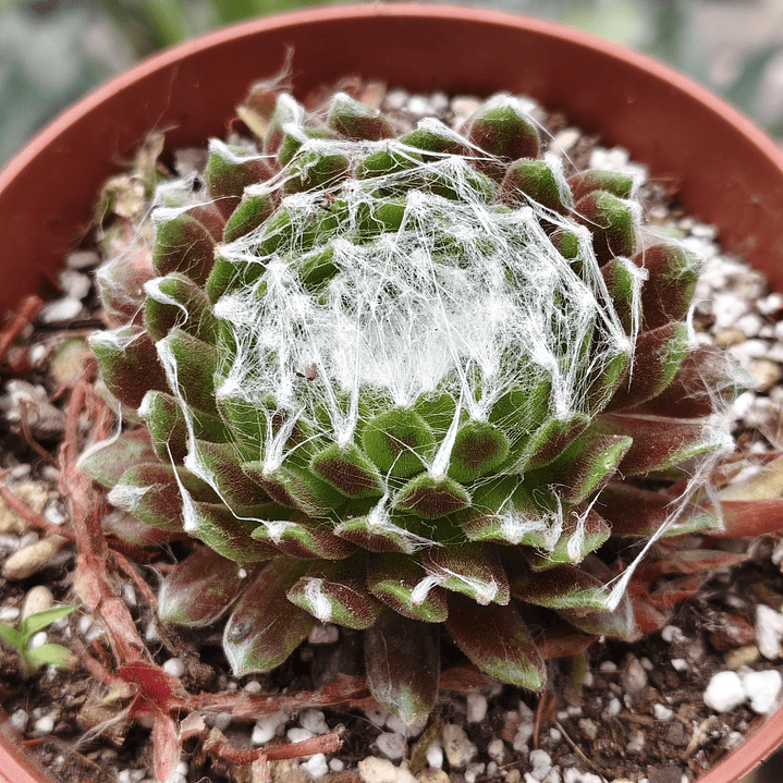 Sempervivum Arachnoideum 3