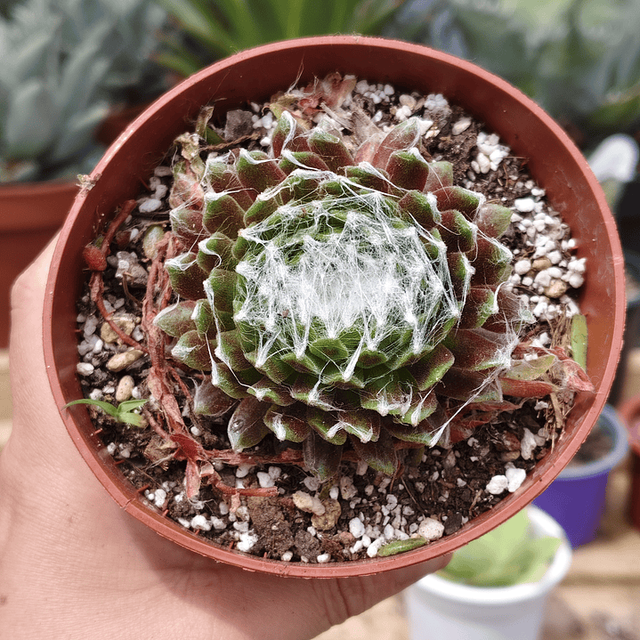 Sempervivum Arachnoideum 4