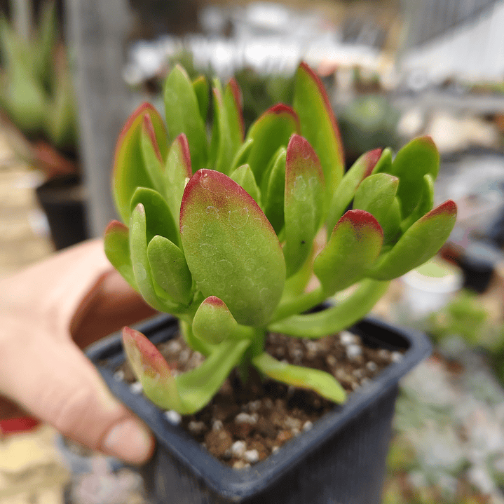 Echeveria Spectabilis 1