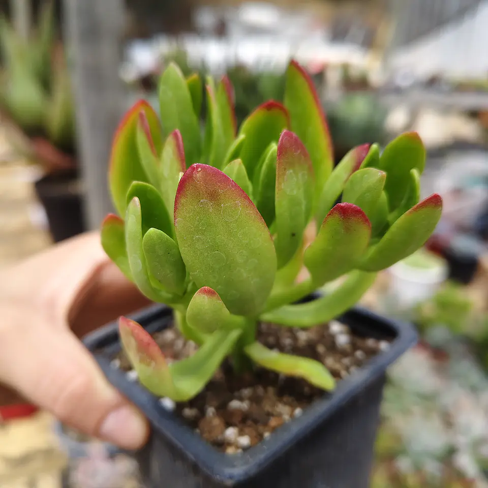 Echeveria Spectabilis 1