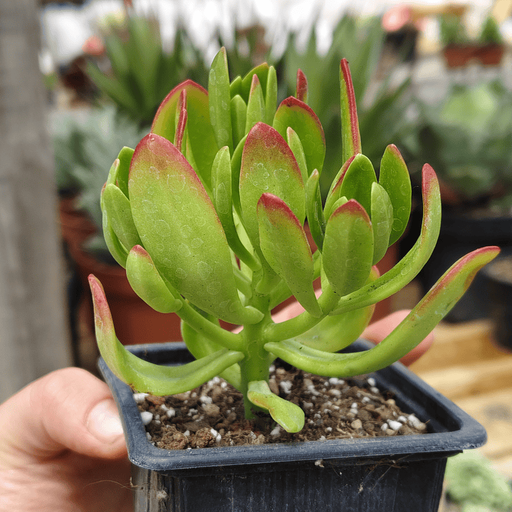 Echeveria Spectabilis 2