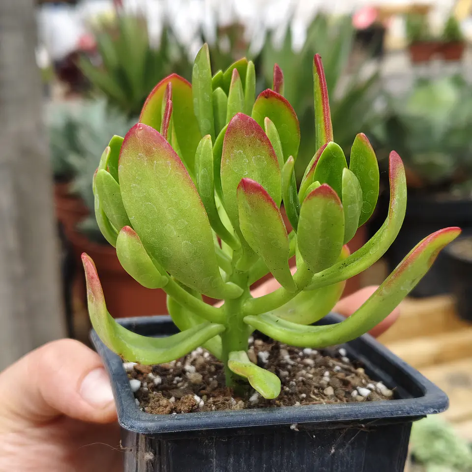 Echeveria Spectabilis 2