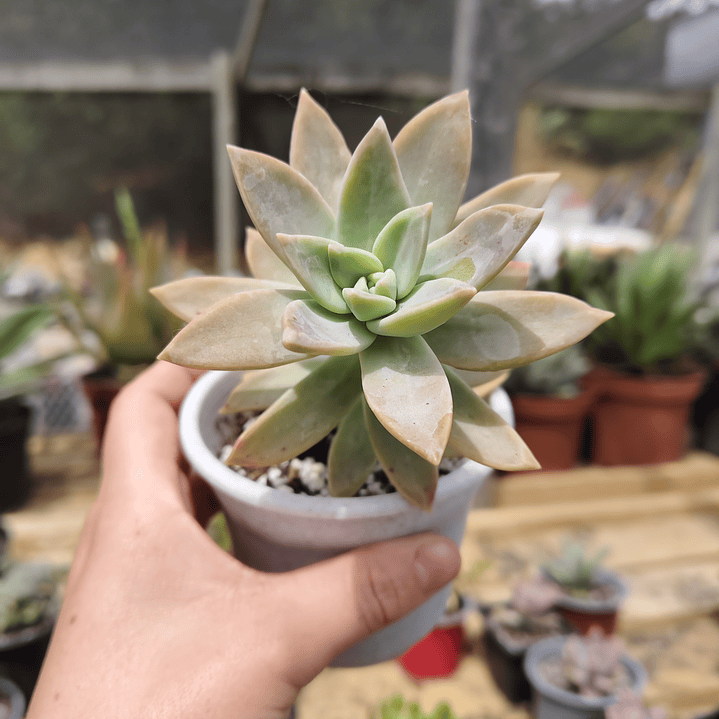 Graptosedum Paddy Peate  1