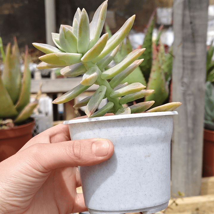 Graptosedum Paddy Peate  4