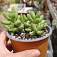Crassula Nudicaulis Herrei  - Miniatura 4