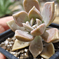 Graptosedum Paraguayense - Miniatura 2