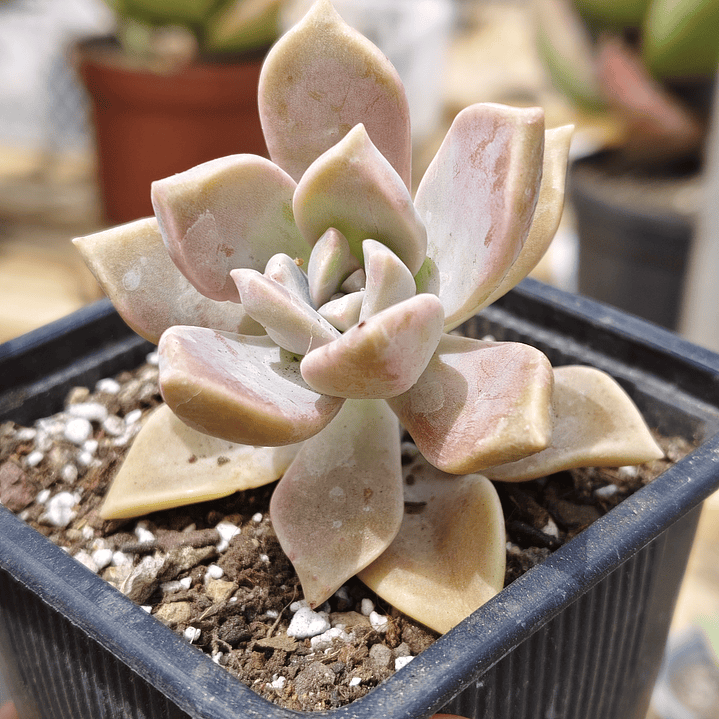 Graptosedum Paraguayense 4