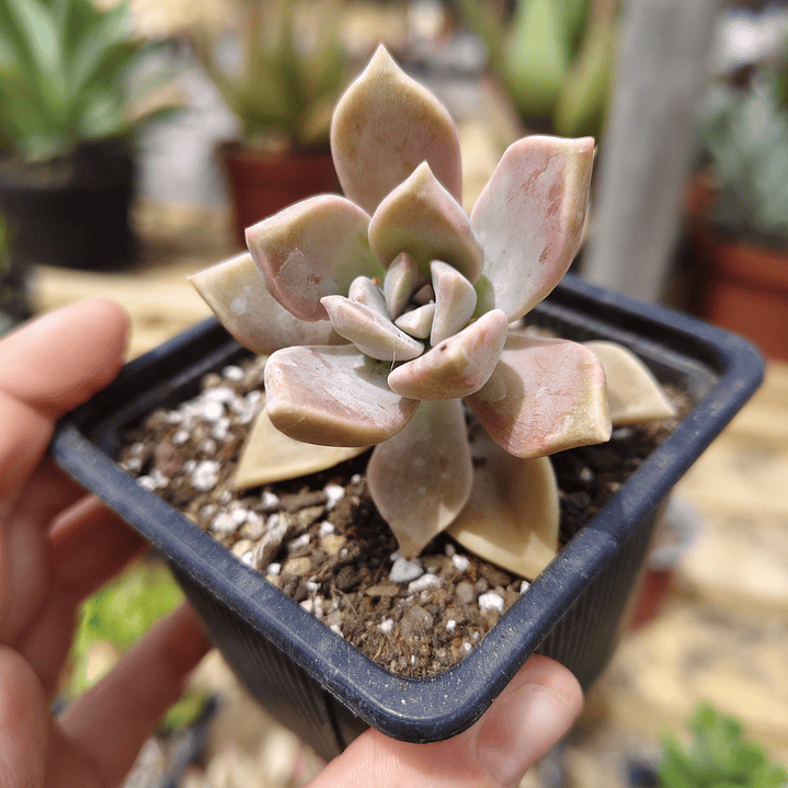 Graptosedum Paraguayense 1