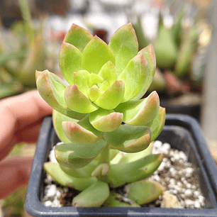 Sedum Adolphii Golden Glow