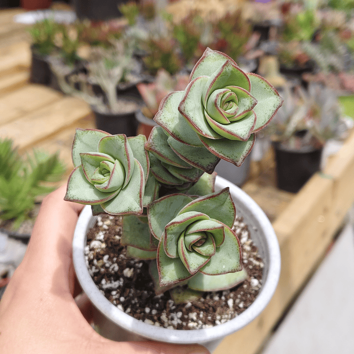 Crassula perforata var. Giant 2