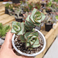 Crassula perforata var. Giant - Miniatura 2