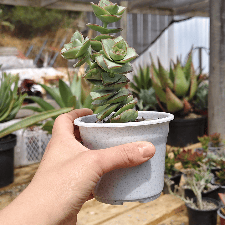 Crassula perforata var. Giant 3