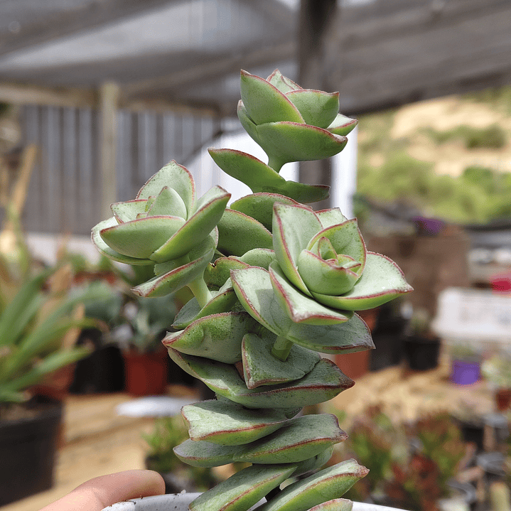 Crassula perforata var. Giant 4
