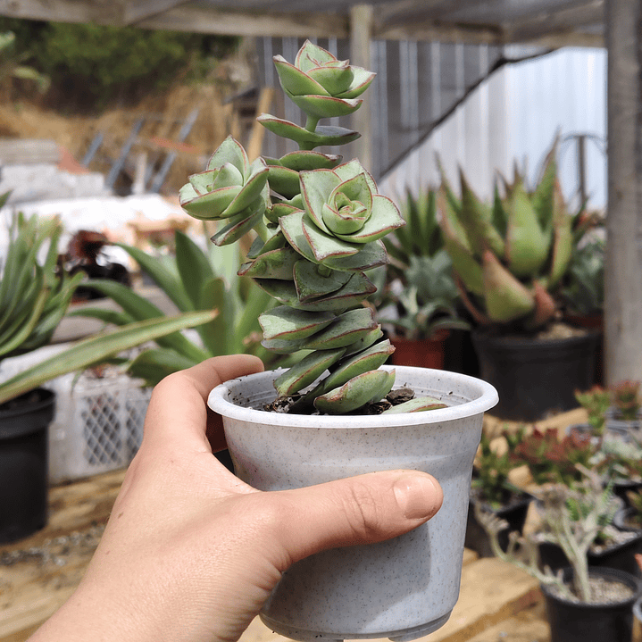 Crassula perforata var. Giant 5