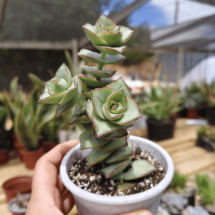 Crassula perforata var. Giant 6
