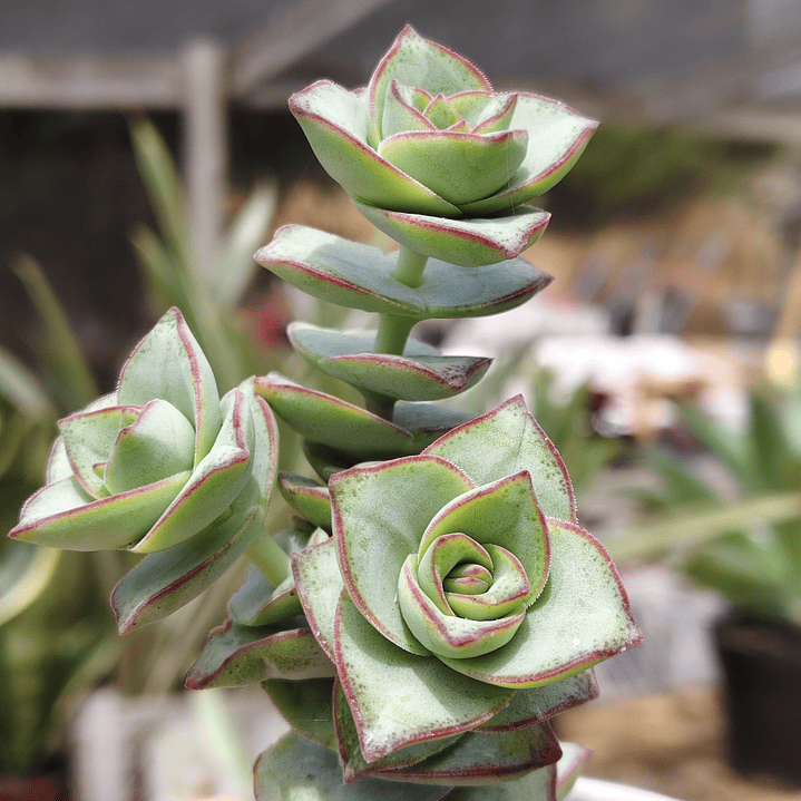 Crassula perforata var. Giant 1
