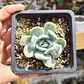 Echeveria Elegans var. Giant  - Miniatura 2