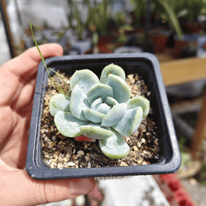 Echeveria Elegans var. Giant  3