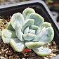 Echeveria Elegans var. Giant  - Miniatura 1
