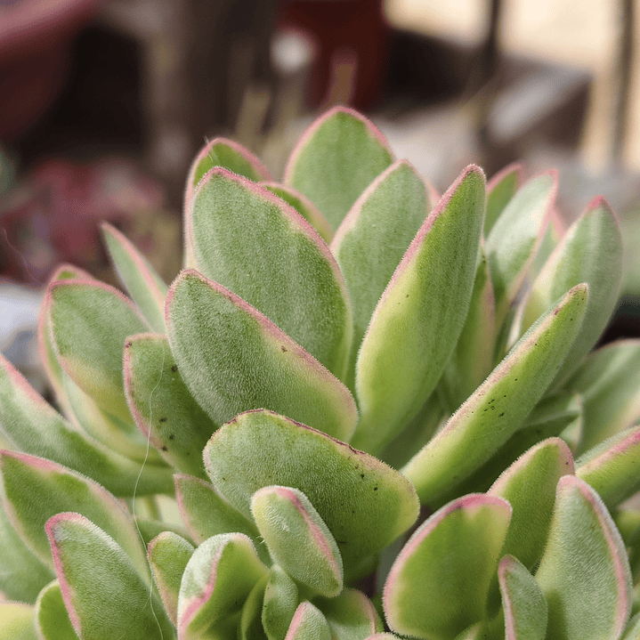 Crassula Money Maker Variegada 2