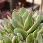 Crassula Money Maker Variegada - Miniatura 2