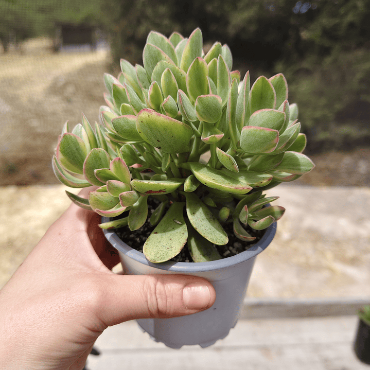 Crassula Money Maker Variegada 1