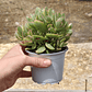 Crassula Money Maker Variegada - Miniatura 3