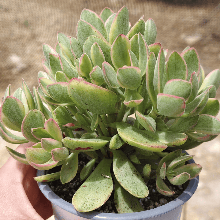 Crassula Money Maker Variegada 4
