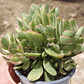 Crassula Money Maker Variegada - Miniatura 4