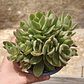 Crassula Money Maker Variegada - Miniatura 5